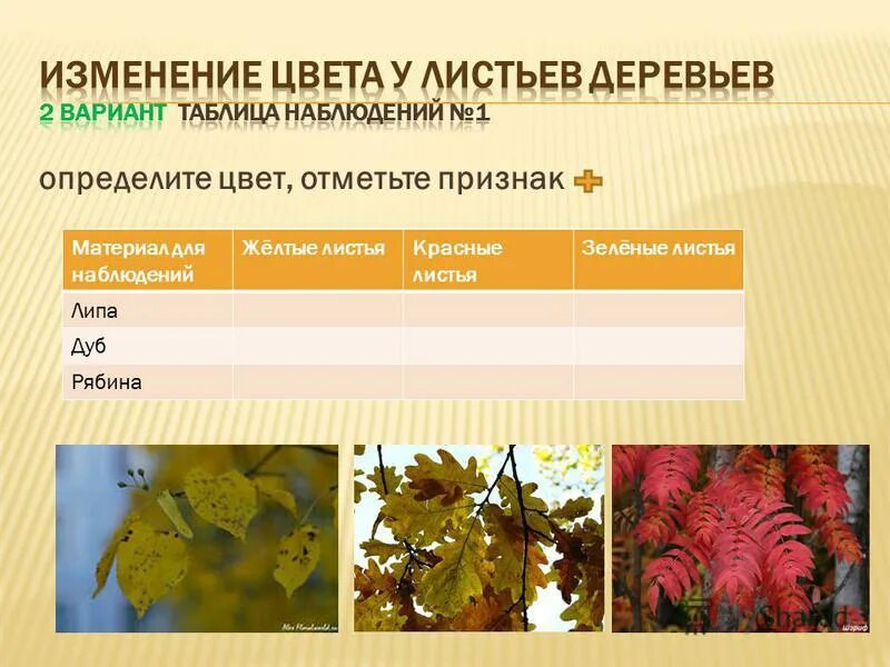 растения осенью презентация