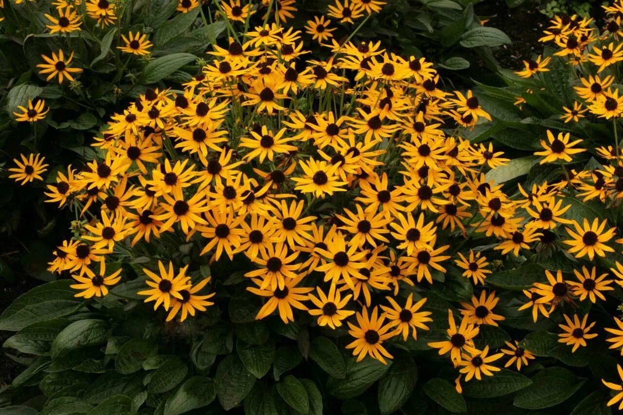 Рудбекия блестящая (Rudbeckia fulgida). Рудбекия Литтл Голдстар. Рудбекия блестящая "little Gold Star". Рудбекия блестящая