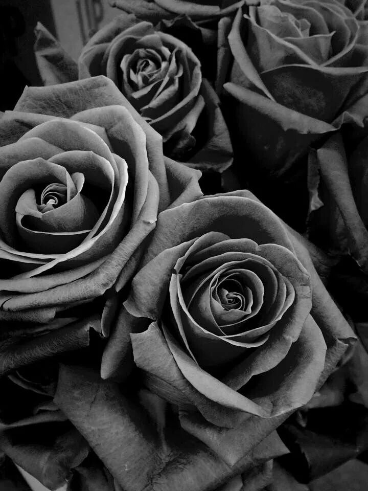 Серно черный цвет. Серые розы. Черный цвет.