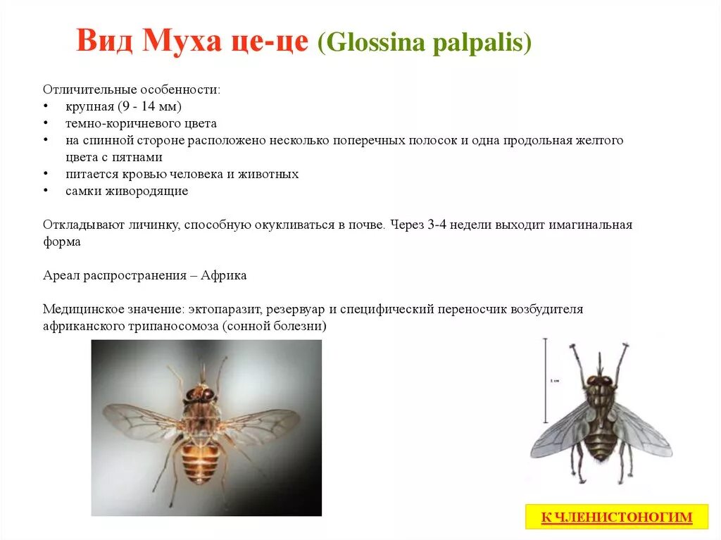 Постановление мухи. Тип развития мухи це це. отряд двукрылые. семейство мухи. муха комнатная. муха цеце классификация. муха цеце систематическое положение.
