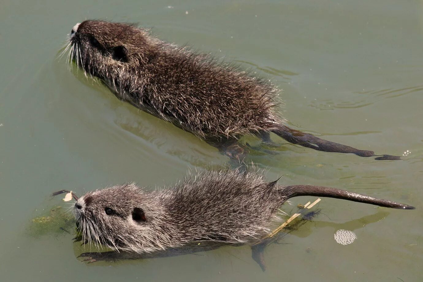 Водяная крыса ондатра. Нутрия и ондатра. Крыса ондатра. Myocastor coypus нутрия. Водяная ондатра