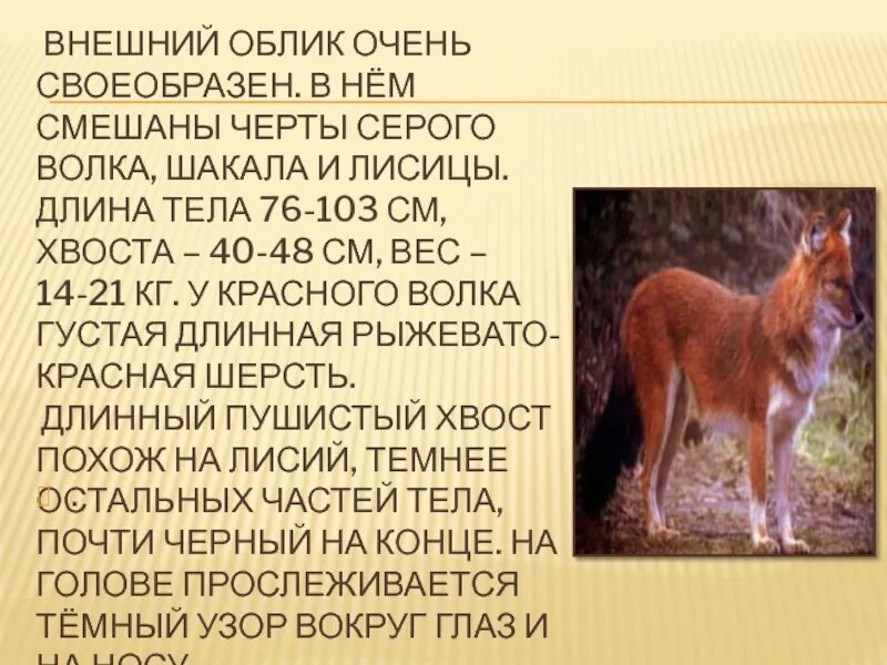Красный волк. Красный волк красная книга. Красный волк описание. Красный волк краткое сообщение.