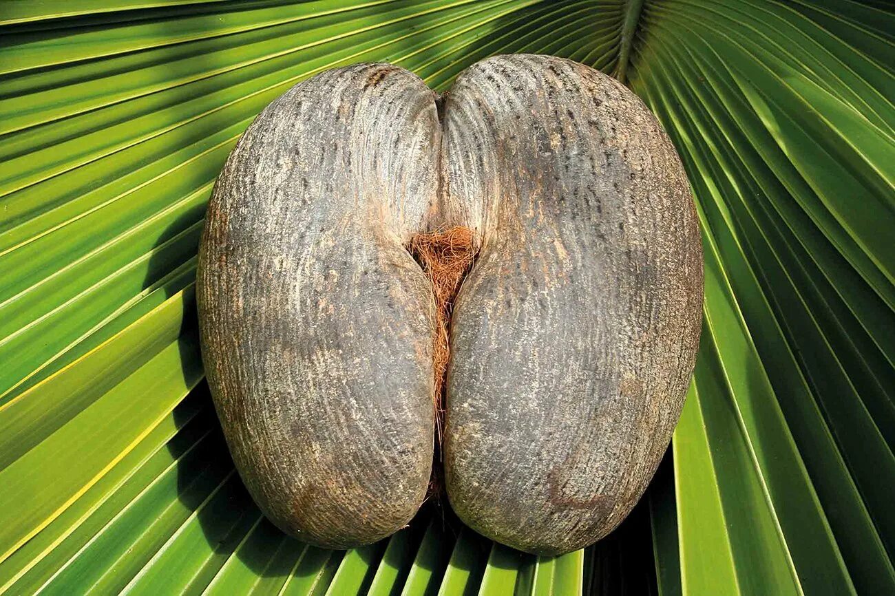 Кокосовый орех плод. Женский кокос. Девушка с кокосом на голове. Коко де мер сейшелы. Кокос в руках у девушки.