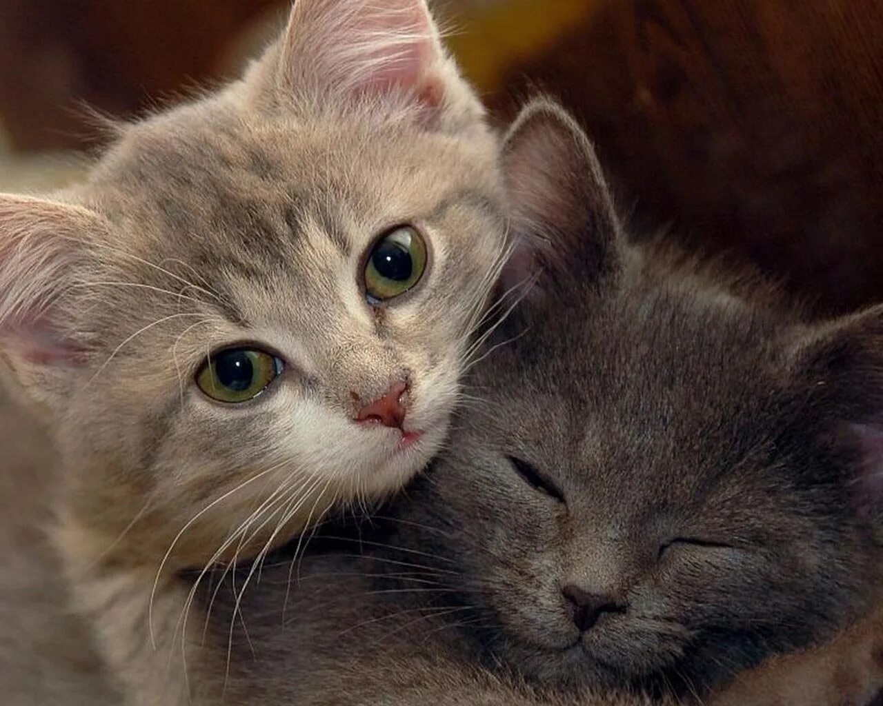 2 милых кота