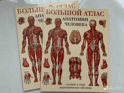 Новая анатомия
