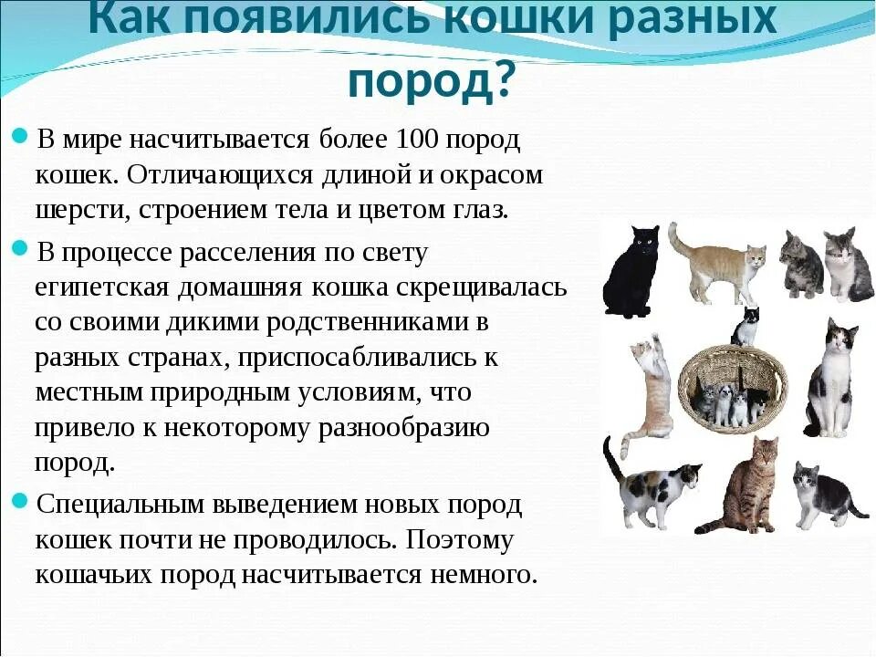 Возникновения кошек. История происхождения кошек. история происхождения пород кошек. как появились домашние кошки. откуда произошли кошки.