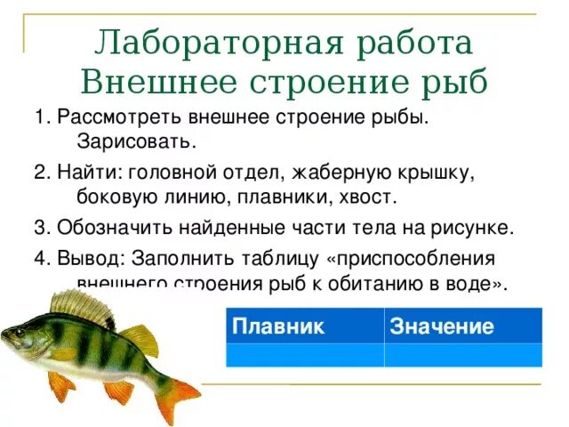 Лабораторная работа по внешнее строение рыб. Лабораторная работа биология 7 строение рыб. Внешнее строение рыбы особенности строения. Лабораторная работа изучение внешнего строения рыбы. Передвижение рыб 7 класс биология лабораторная работа