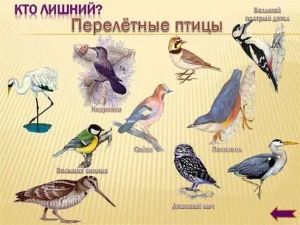 Перелетная птица 7