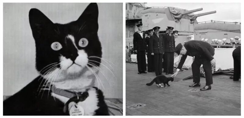 непотопляемый сэм. непотопляемый сэм на бисмарке. непотопляемый сэм. непотопляемый сэм кот. непотопляемый сэм кот.