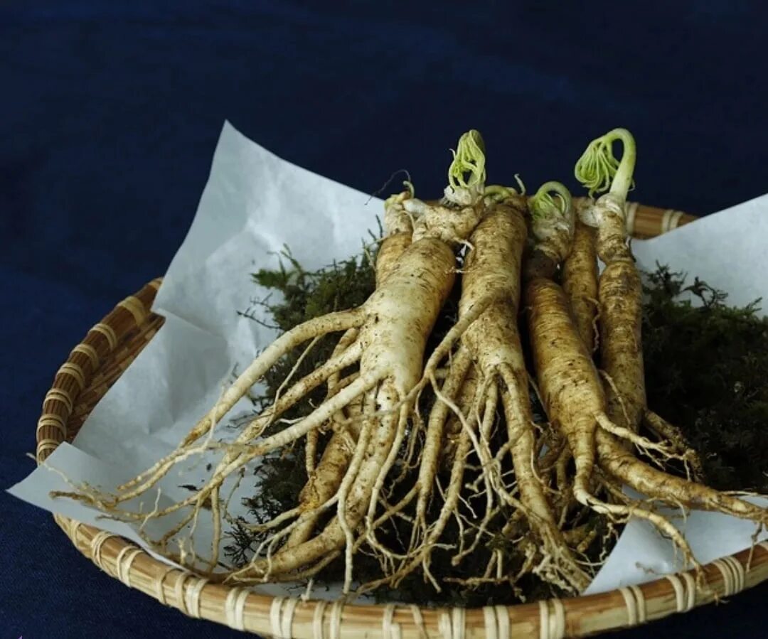 Корневища аира фармакогнозия. И длинные корневища листья и. Аир обыкновенный фармакогнозия. Корень сорняка пырея. Девясил высокий корневища и корни.