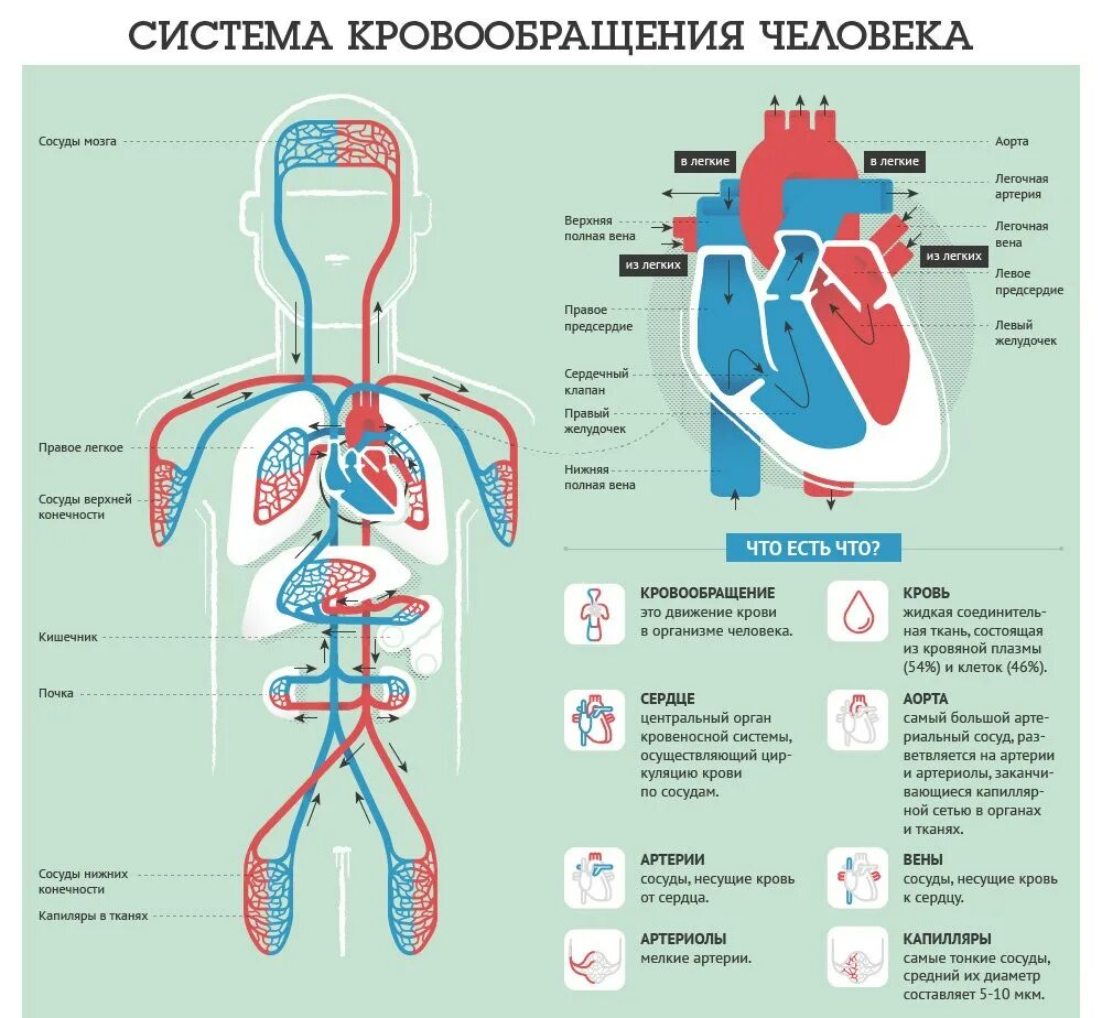 Кровообращение в сердце и легких