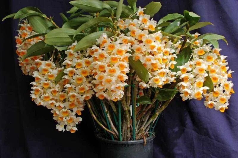 Орхидея Дендробиум. Орхидея Дендробиум Нобиле. Орхидея Dendrobium. Цветок Дендробиум Нобиле.