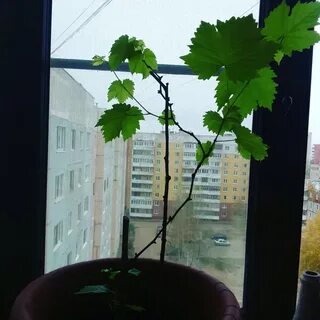 Окна росло