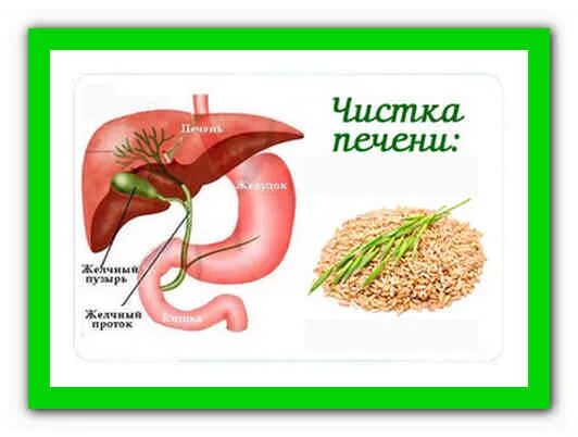 Как почистить желчный проток. Как почистить желчный проток