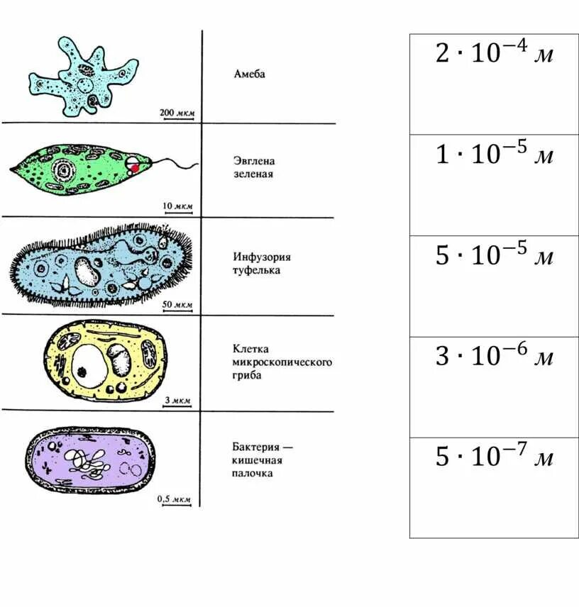 Простейшие. Размеры простейших. Размеры простейших организмов. Протисты размер.