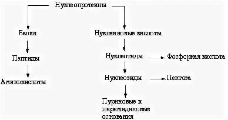 Распад нуклеопротеинов схема гидролиза. Схема анаболизма нуклеиновых кислот. Схема гидролиза нуклеопротеинов. Распад нуклеопротеинов схема гидролиза. Схема гидролиза нуклеопротеидов.