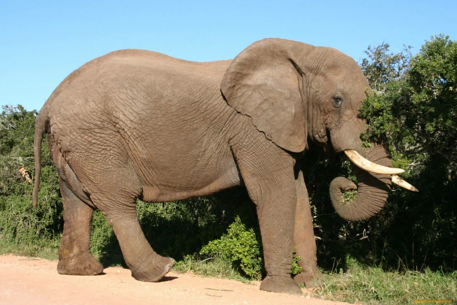 Хоботные Африканский слон. Африканский саванный слон. Саванный слон млекопитающие хоботные. Саванный слон самый большой.