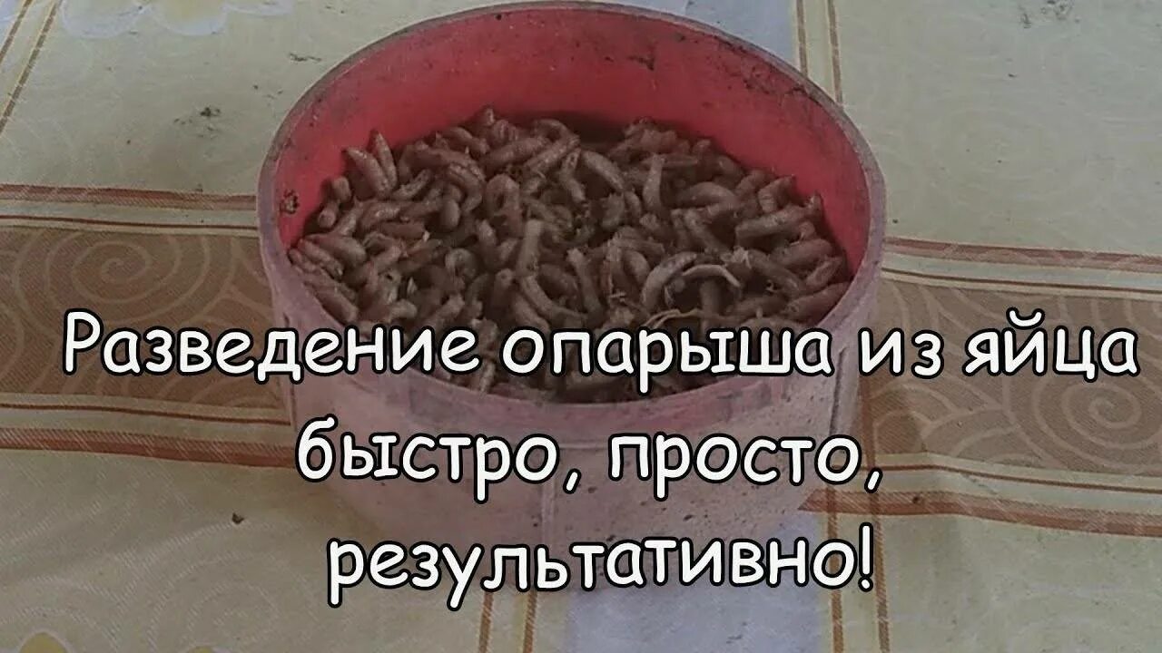 Как развести опарышей