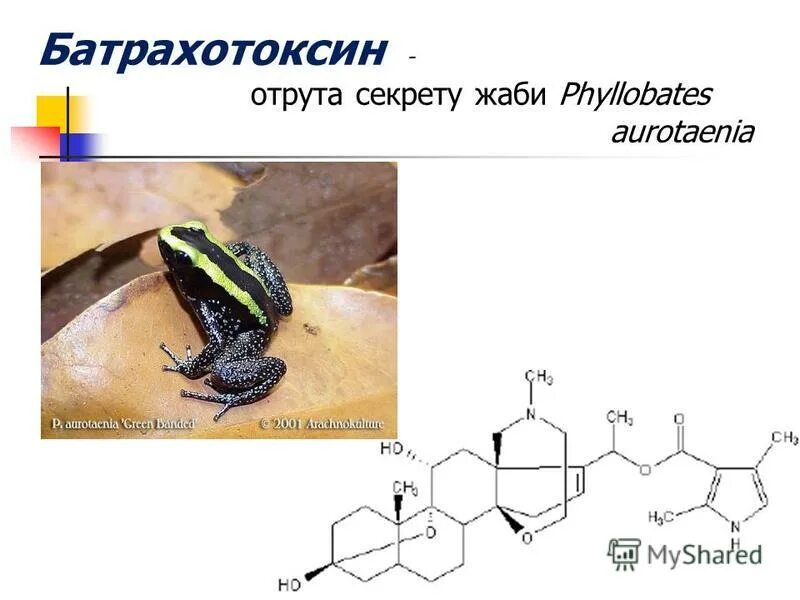 Батрахотоксин это. Яд батрахотоксин. Батрахотоксин формула. Формула батрахотоксина химическая. Ужасный листолаз лягушка.