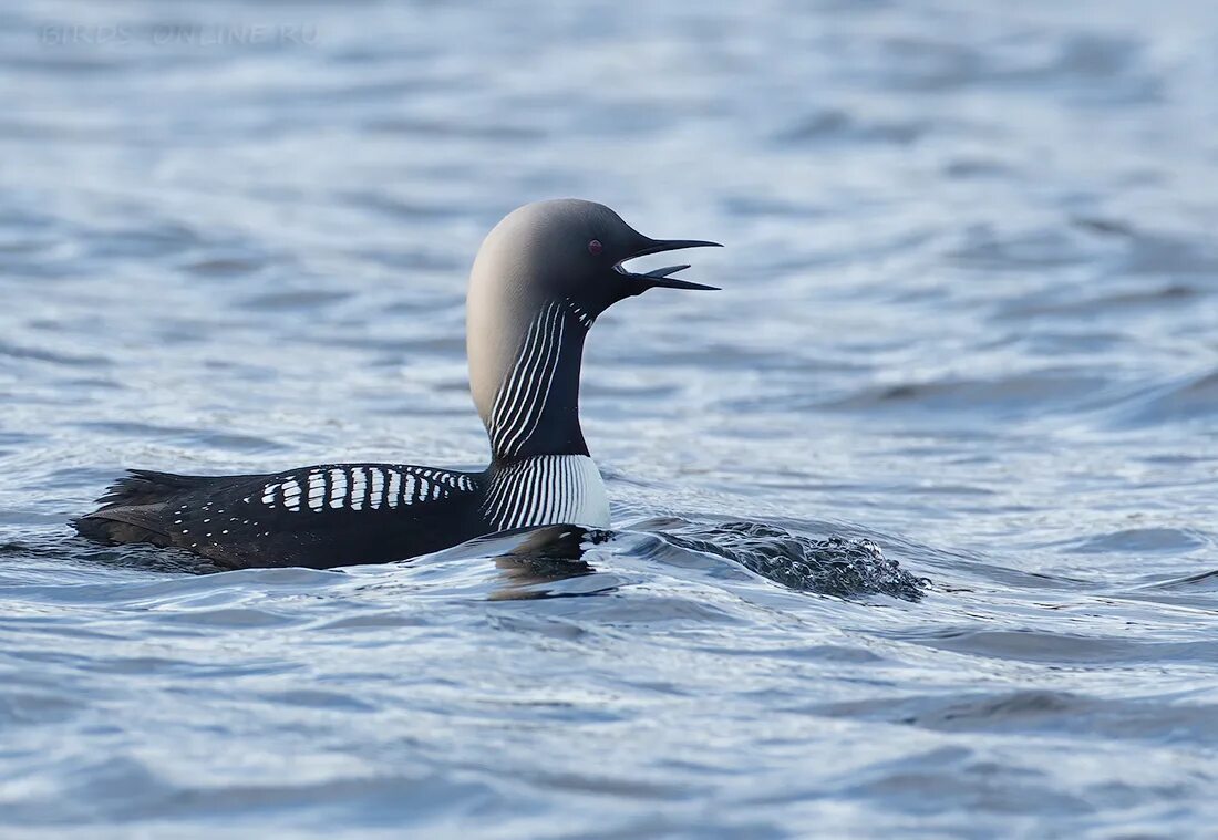 гагара в тундре. чернозобая гагара - gavia arctica (linnaeus, 1758). гагара чернозобая самара. чернозобая гагара молодая. гагара сторис.