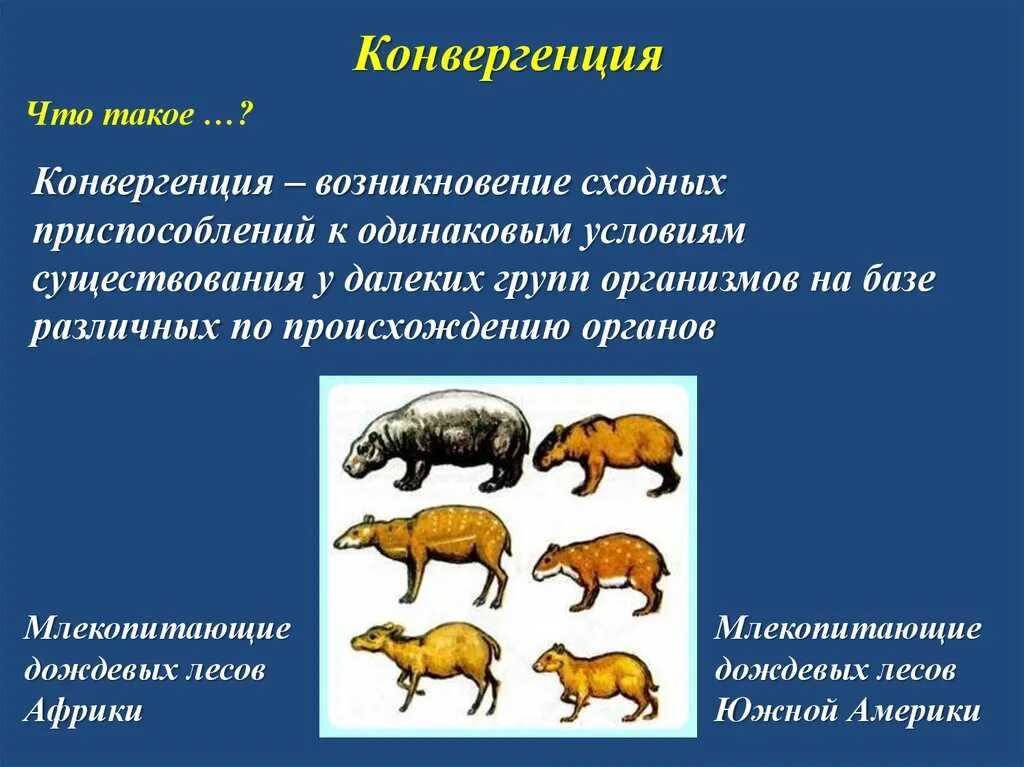 Группы организмов в биологии 7 класс. Конвергенция. Конвергенция это в биологии. Конвергенция и дивергенция в биологии. Эволюционные изменения.