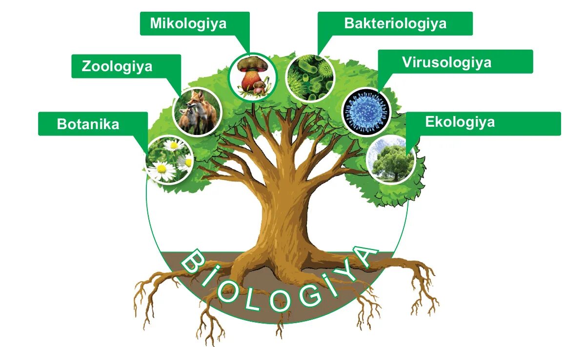 Биология 6 2023. Дерево биологических наук. Дерево с науками биологии. Биологические дисциплины. Биологическая система дерева.