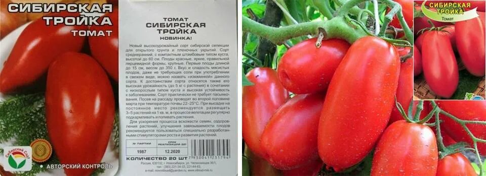 Томаты тройка отзывы фото урожайность. Сорт томата Сибирская тройка. Томат Сибирская тройка Сибирский сад. Семена помидор Сибирская тройка. Помидоры сибирской селекции низкорослые.