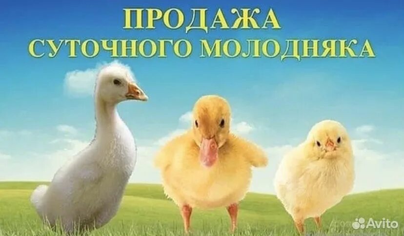 Как продавать молодым