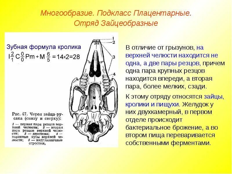 Зубная формула зайцеобразных