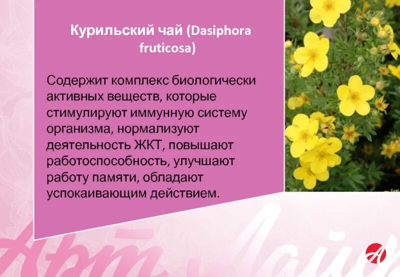 Курильский лекарственный чай. Лапчатка курильская. Курильский чай (лапчатка). Курильский чай (лапчатка). Курильский чай польза и вред для организма.