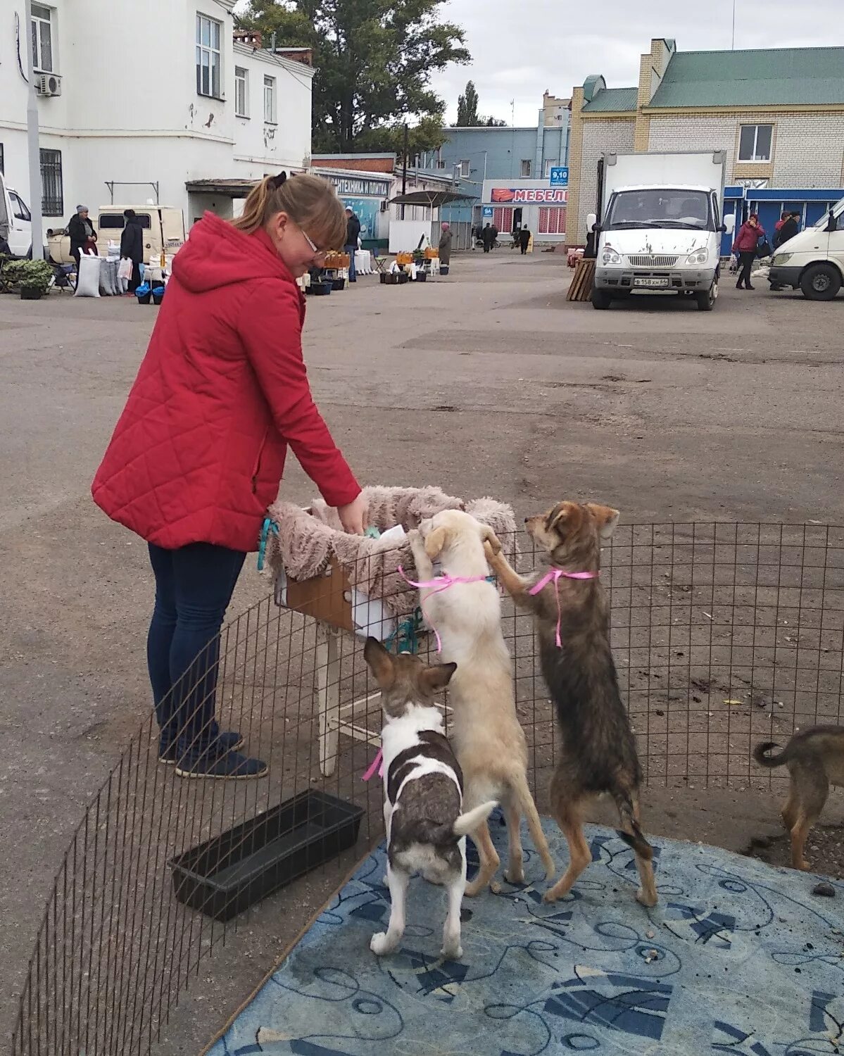 приют сегежа