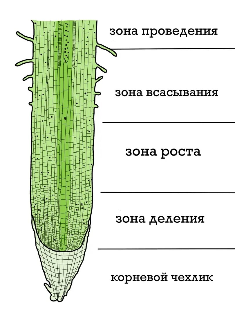 Строение молодого корня. Корневой чехлик строение. Зоны корня зоны деления и корневой чехлик. Рис 104 строение корня. Корневой чехлик это в биологии 6 класс.