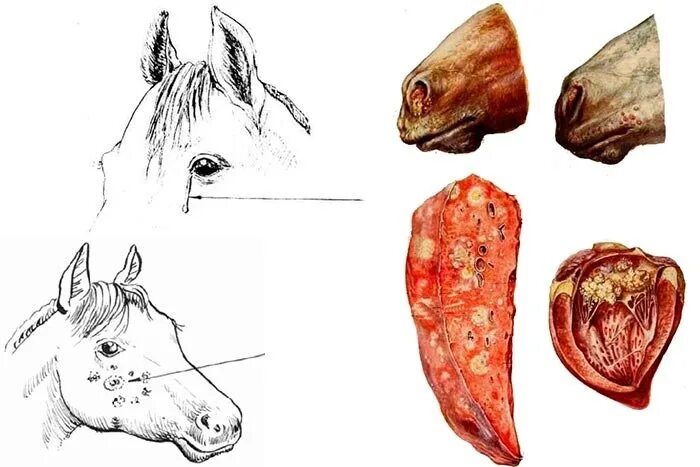 Сап инфекционное заболевание. Сап лошадей пути заражения. Сап болезнь. Возбудитель сапа факторы патогенности. Сап болезнь профилактика.