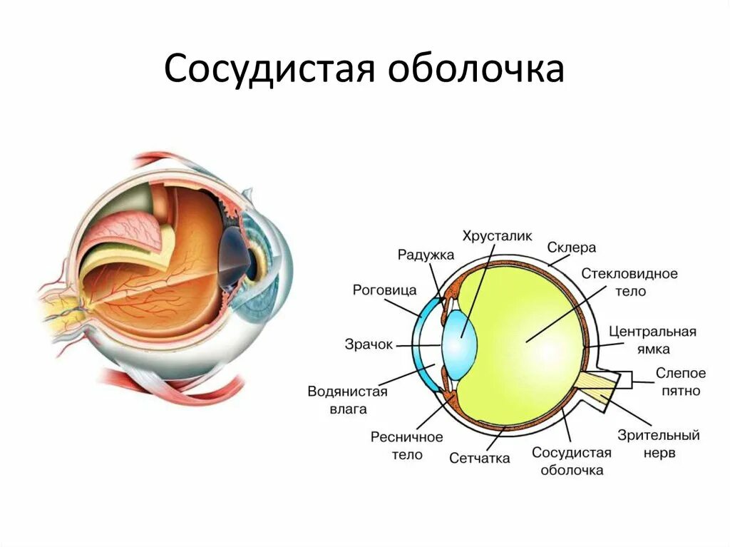 Внутренняя оболочка сосудистая. Сосудистая оболочка глаза строение анатомия. Глазное яблоко (оболочки, внутреннее ядро глаза). Сосудистая оболочка глазного яблока состоит. Анализатор ядро глаза анатомия.