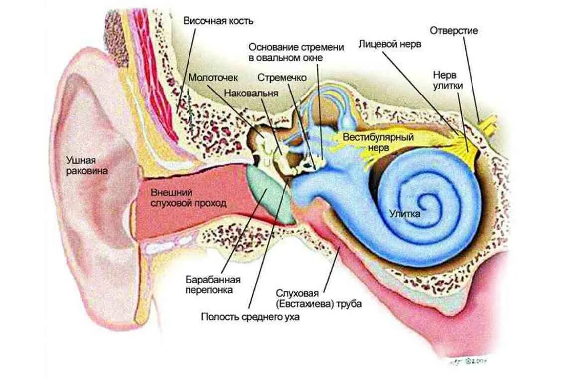 Строение уха и вестибулярного аппарата. Строение уха человека вестибулярный аппарат. Барабанная перепонка строение уха. Строение ухо и вестибулярный аппарат.