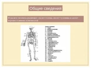 Таблица по биологии 8 класс строение скелета. Скелет головы и туловища 8 кл. скелет человека таблица по биологии 8 класс. скелет головы и туловища человека 8 класс. скелет туловища 8 класс биология.