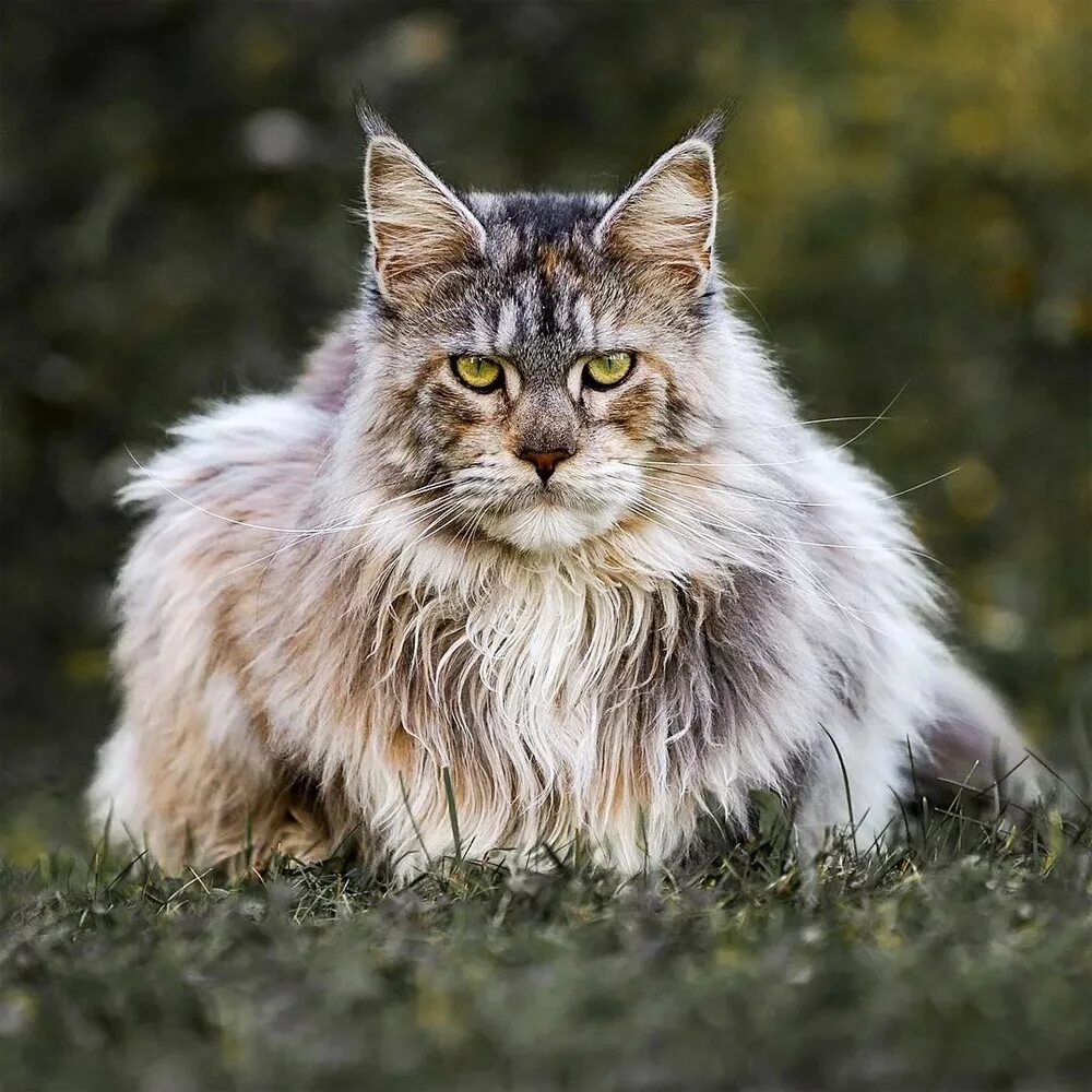 купить котенка, продажа котят мейн-кунов, котенок из питоника, крупные котята, к