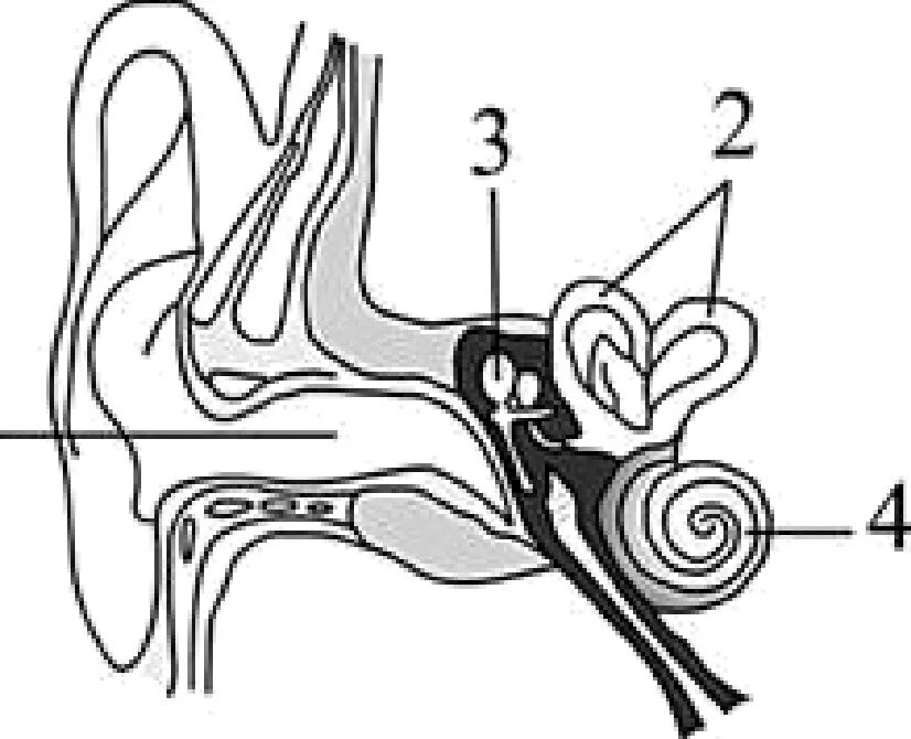 Слух 6 букв. Строение слухового анализатора без подписей. Строение слухового анализатора. Орган слуха анатомия без подписей. Строение уха схема без подписей.
