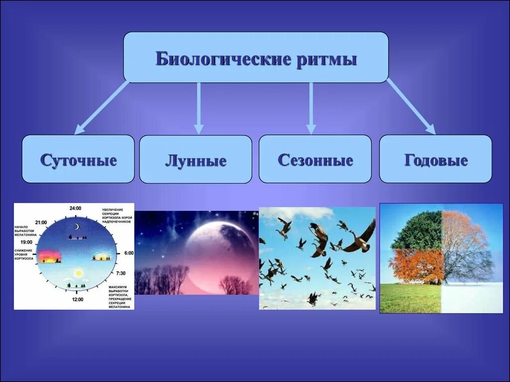 С какими явлениями природы связана смена сна. Биологические ритмы. Биоритмы в природе. Биологические ритмы примеры. Суточные природные ритмы.