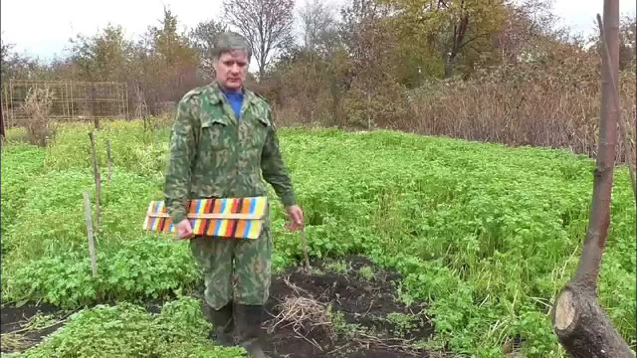 Посев сидератов осенью в теплице. Посев горчицы. посев сидератов весной. сидераты в теплице. горчица на огороде.