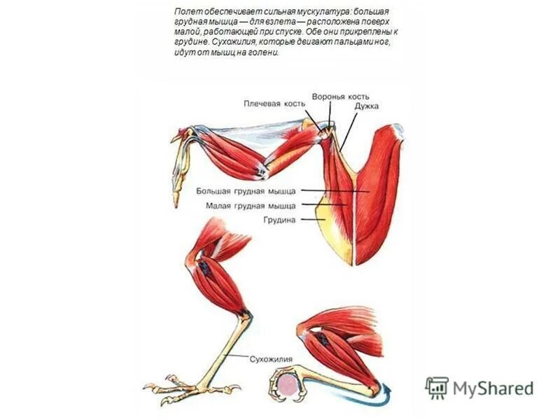 Особенности скелета и мускулатуры птиц. Грудные мышцы птиц. Строение мышц птицы. Мускулатура птиц. Мышцы птицы анатомия.