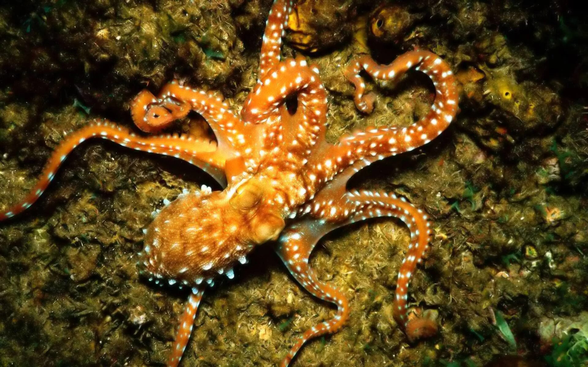 Синекольчатый осьминог. Карибский рифовый осьминог. Черноморский осьминог. Обитатели морского дна. Спрут 8 букв