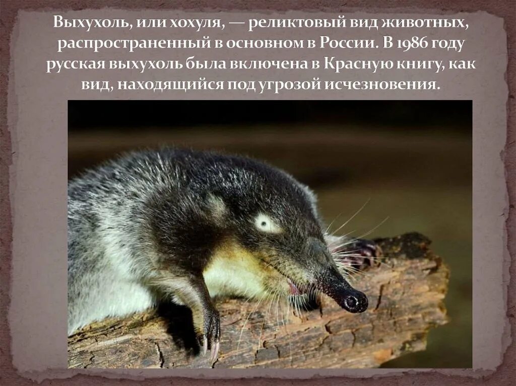 Русский зверек. Насекомоядные выхухоль. Пиренейская выхухоль. Русский зверек. Русский зверек.