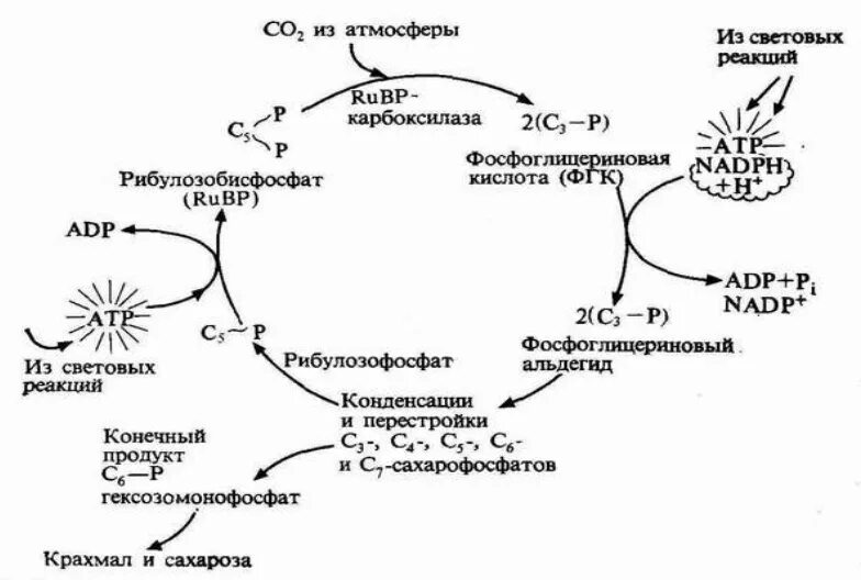 Темновые реакции. Цикл Кальвина в фотосинтезе. Темновая фаза фотосинтеза схема. С3 фотосинтез схема. Темновая фаза фотосинтеза цикл Кальвина.