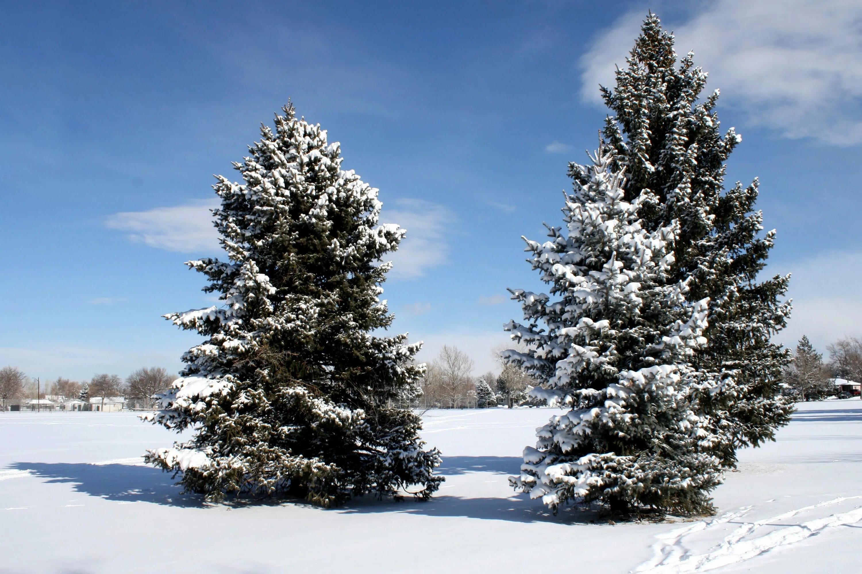 Ель в снегу. Зимняя елка. Елка зимой. Елочка зимой. Сосна зимой.