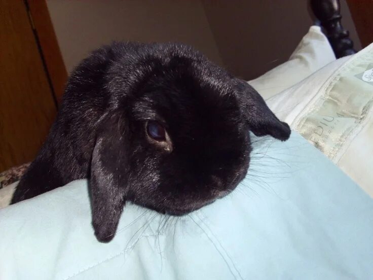 К чему снятся кролики во сне женщине. Черный кролик. Черный декоративный кролик. Кролик кроликов черный. Сонный кролик.