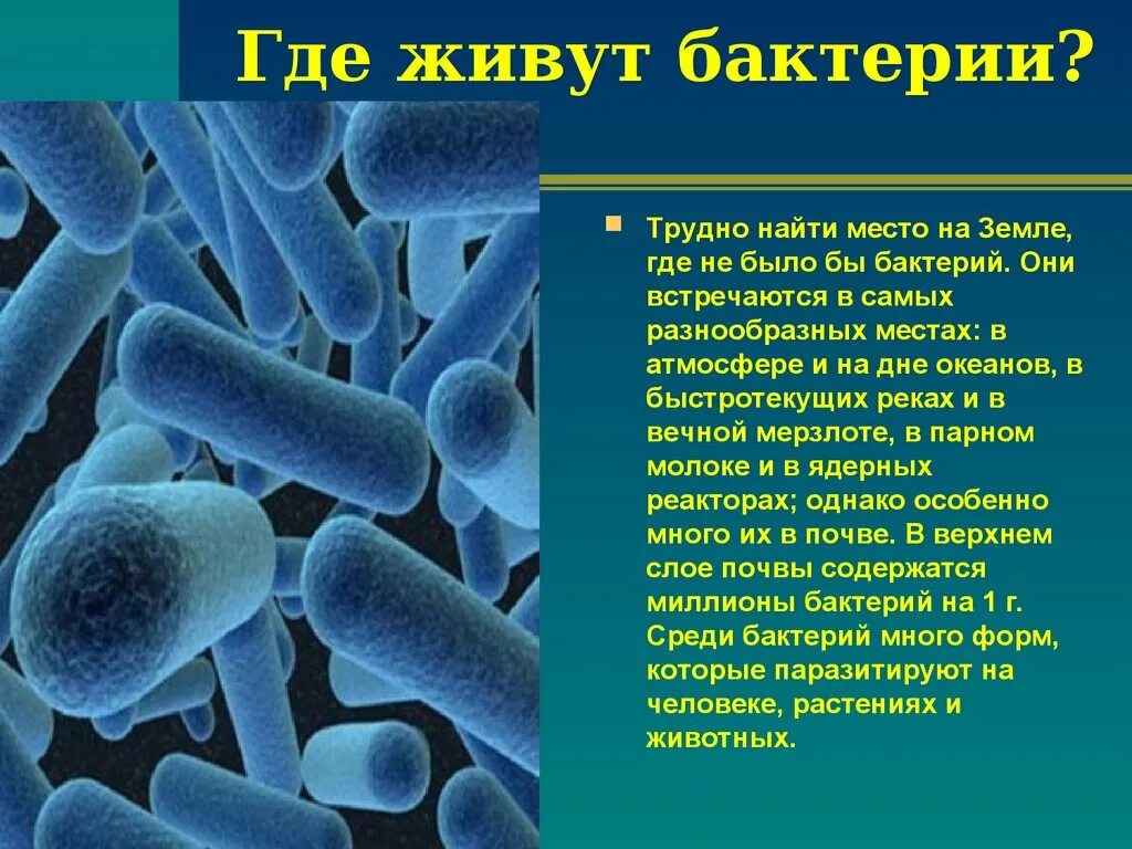 Микроорганизмы 7 букв. Доклад о бактериях. презентация на тему бактерии. проект микроорганизмы. микробы темы для презентации.