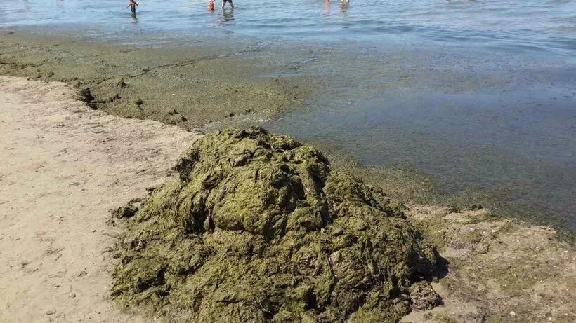 Водоросли в анапе. Анапп витязевоаодоросли. Анапа Витязево водоросли. Анапа море водоросли. Витязево пляж водоросли.