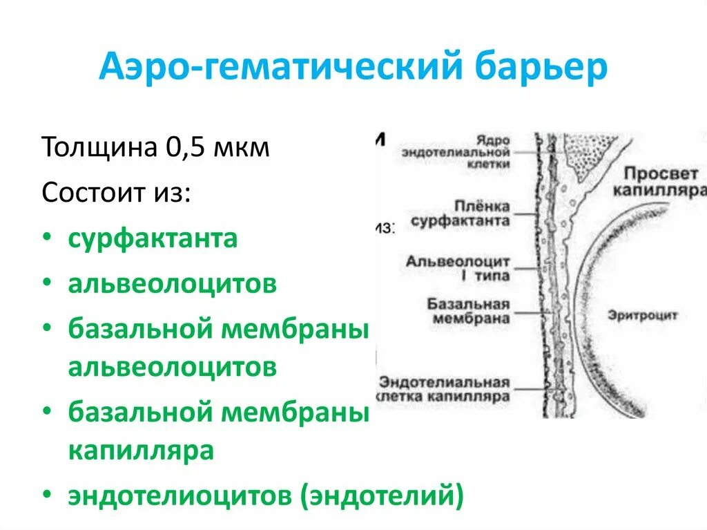 Барьеры гистология. Барьеры гистология
