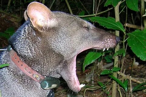 Dog eared